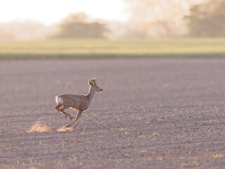 Roe deer runnning on field 