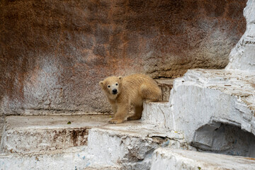 ホッキョクグマの赤ちゃん