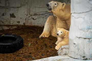ホッキョクグマの親子