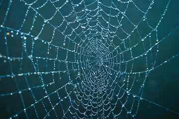 Close-up of Spider web covered in water drops
