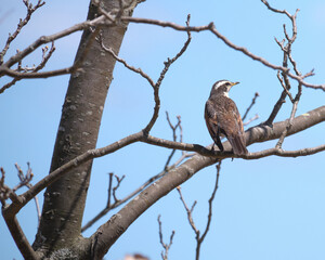 枝に止まるツグミ / Dusky thrush perches on a branch