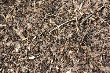 a pile of twigs with colony of working ants close up 
