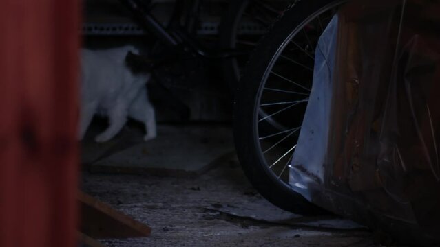 Lost cat in an old garage 