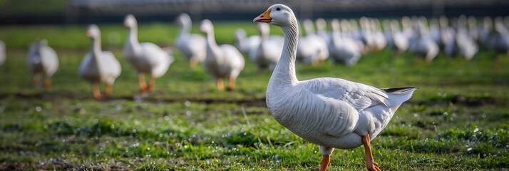 Lonely goose on a pasture for a walk