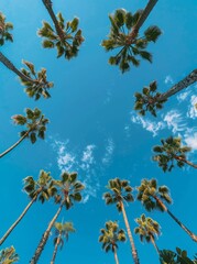 Tropical Palm Canopy Under Blue Sky
