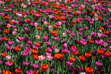 Colorful tulip field in bloom under a bright sky