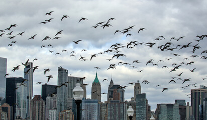 new york city skyline with large gaggle of canada geese flying in the foreground (skyscrapers...