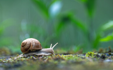 Snail crawling on the moss in the rainy forest. Shallow depth of field.