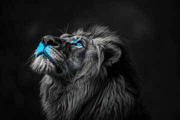 Portrait of a lion with blue eyes on a black background - obrazy, fototapety, plakaty