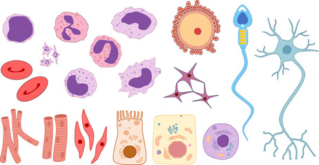 Illustration of human cell type (erythrocyte, myocyte, neuron, intestinal epithelial cell, osteocytes, ovum, sperm cell, etc). Vector image
