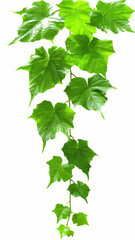 A vine with green leaves is shown in a white background