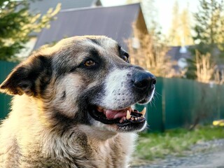 A stray dog