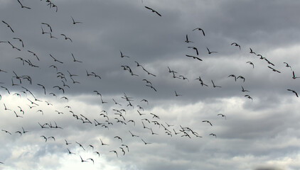 large flock of birds flying against a gray sky background (cloudy day) canada geese (canadian goose...