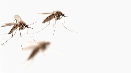 Two mosquitoes in mid-air, suitable for pest control or nature concepts