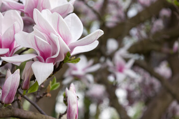Pink magnolia flower against the background of other trees.