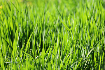 Light green grass in sunlight, blurred background. Fresh spring or summer nature, sunny meadow
