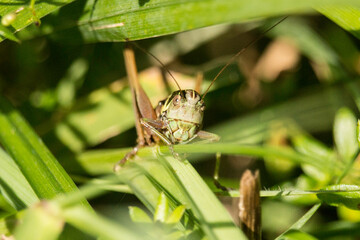 Grashüpfer im Portrait