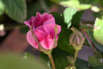 Red rose bud on natural green blurred background, selective focus on rose bud corolla. Closeup of a spring rose on a green bokeh background. Beautiful pink rose and rose buds close up, flower of love