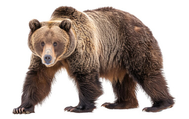 Angry Bear, Grizzly Bear on white background.