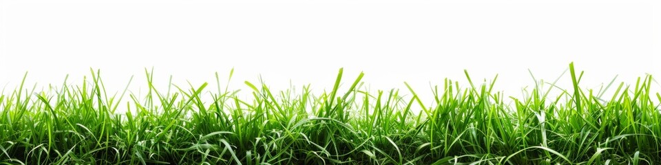 Lush Green Grass Isolated on White Background