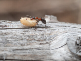 Nahaufnahme einer Waldameise die eine Ameisenpuppe über einen Holzstamm transportiert.
