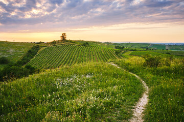 
Hills with vineyards with blossoming meadows with a solitary tree at the sunset with path. Hot...