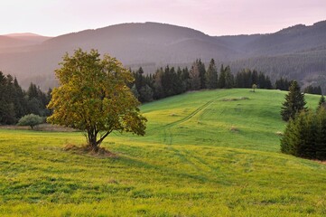 Serene landscape view of lush fields and meadows under the golden light of sunset, with conifer mountains int he background at summer evening and with alone tree with green leafs and rowan berries