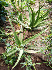Obraz premium beautiful close up nature aloe vera flowers in india.fully grown aloe closeup outdoor(sottru katrazhai chedi)