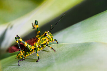 Brazilian Grasshopper