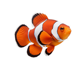 Fototapeta premium A vibrant clownfish with striking orange and white stripes, isolated on a transparent background. Generative AI 