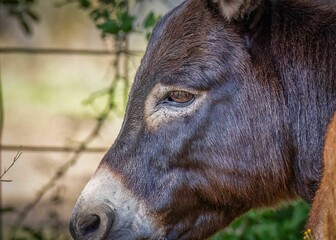 head and eye of a donkey