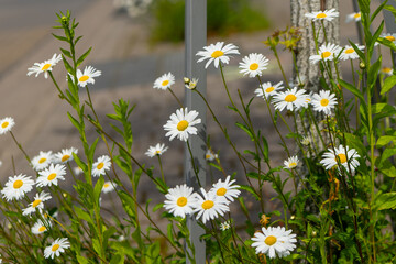 small daisy flowers with the name may queen