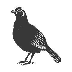 Obraz premium silhouette quail animal black color only full body