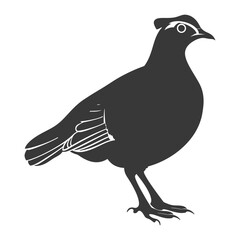 Obraz premium silhouette quail animal black color only full body