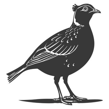 recommend clip art: silhouette quail animal black color only full body