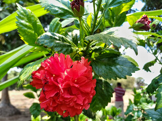 fresh natural tropical red or pink hibiscus flower blooming in green leaves,selective focus on...
