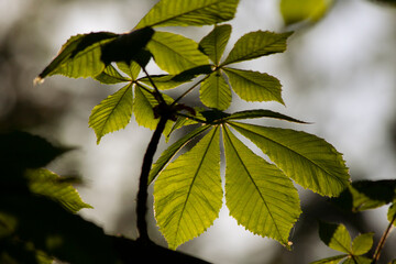 Chestnut and its young leaves in spring
