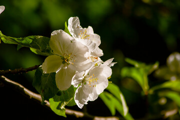 Spring flower of a flowering apple tree