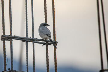 Lanius ludovicianus. The American alcaudon or American executioner is a species of passerine bird of the family Laniidae native to North America, from southern Canada to southern Mexico.