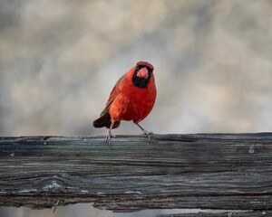 High-resolution closeup of a vibrant Male Northern Cardinal perched atop a branch