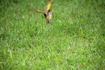 ave canário da terra - Sicalis flaveola