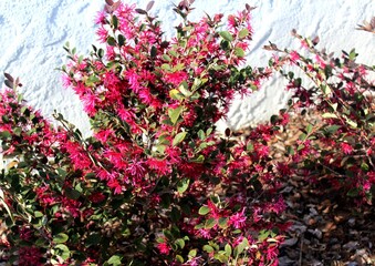 planta flor hamamélis - Loropetalum chinense   