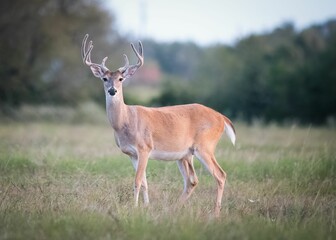 Naklejka na ściany i meble Adorable White-tailed deer looking at the camera while wandering in the field