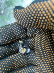 Insetto bombus