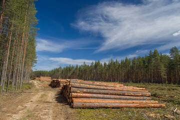 Fototapeta na wymiar Harvested wood lies in the cutting area.