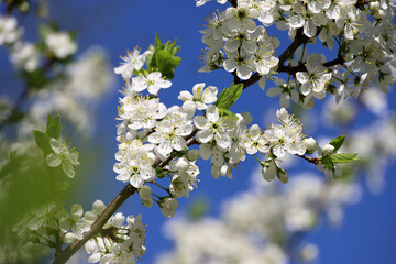 Cherry blossom in spring garden on blue sky background. White flowers and young green leaves on a...