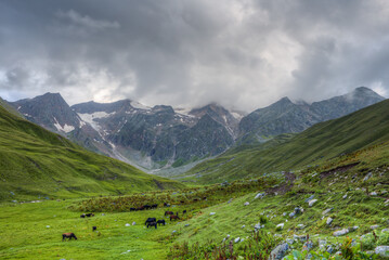 Horses and cows graze on an alpine meadow.
