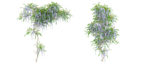3D illustration of a Clematis Montana creeper tree on transparent background, climber plant