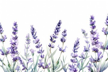 Watercolor illustration of lavender branches on a white background. Artistic banner of beautiful flowers drawn by hand.