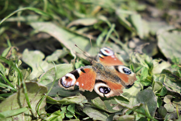 A beautiful image in nature of a butterfly on a meadow in the grass. Close-up